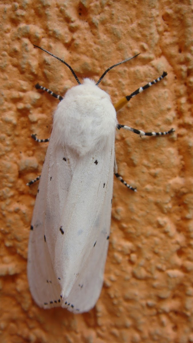 Acrea moth