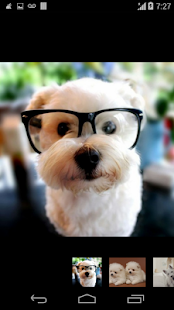 Free Download wallpaper beautiful dog APK for PC