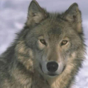 Wolf Slideshow logo