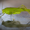 Grasshopper / Grashüpfer