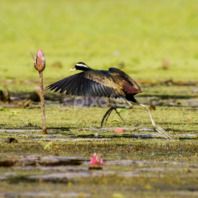 Bronze-winged Jacana  by Sahad Siddique - Animals Birds