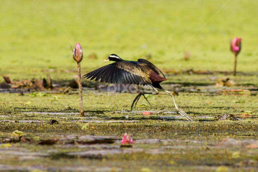 Bronze-winged Jacana  by Sahad Siddique - Animals Birds