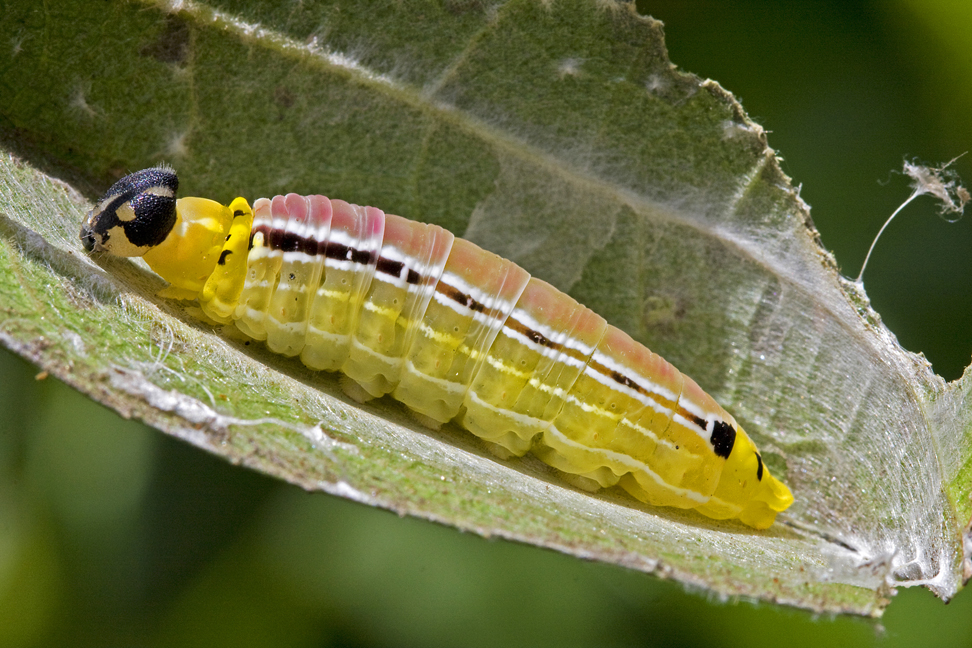 Unknow skipper butterfly caterpillar