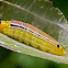Unknow skipper butterfly caterpillar