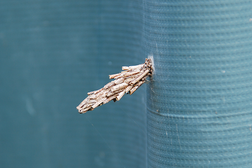 Bagworm Moth(caterpillar)