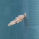 Bagworm Moth(caterpillar)