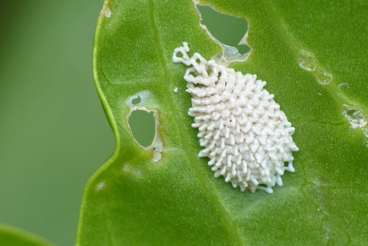 Treehopper eggs