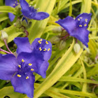 Spiderwort