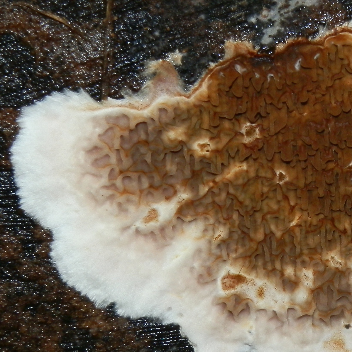 Crust fungus with merulioid folds