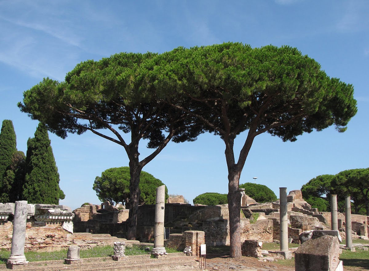 Italian Stone Pine