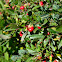 Canada Buffaloberry