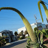 Swan's neck agave