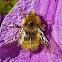 Fuzzy Yellow Bee