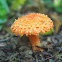 Scaly Tangerine Mushroom