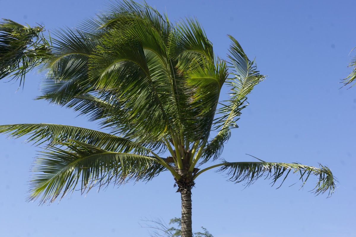 Coconut Palm