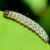 Crambid Snout Moth Caterpillar