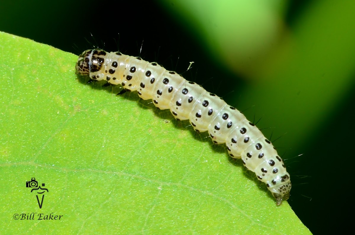 Crambid Snout Moth Caterpillar