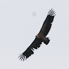 Griffon vulture, buitre leonado