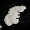 Polypre Fungi