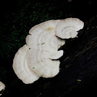 Polypre Fungi