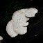 Polypre Fungi