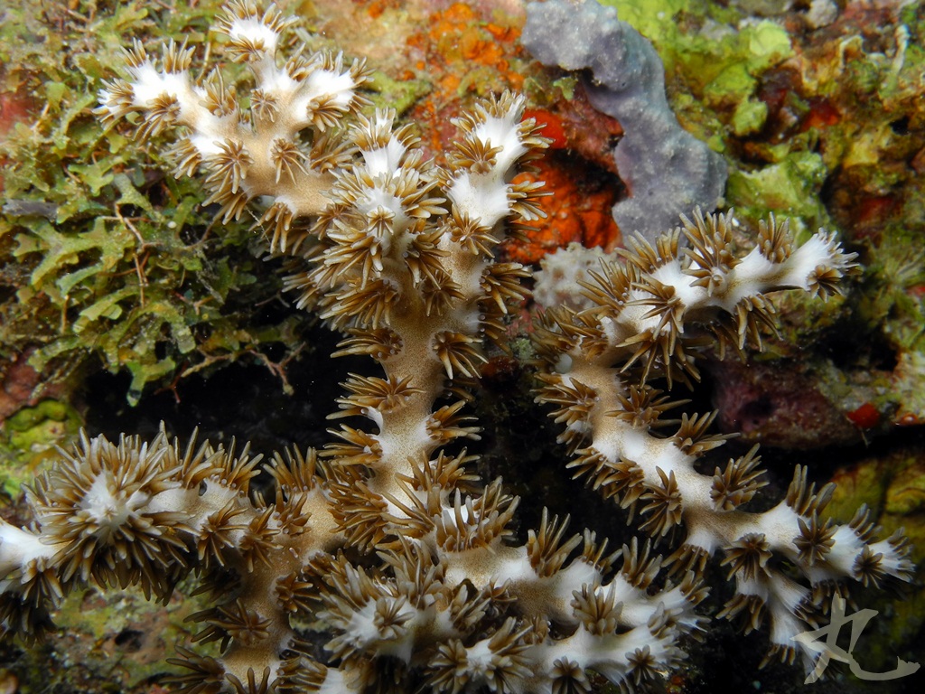 Galaxea Branching Coral