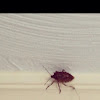 Brown Marmorated Stink bug
