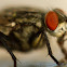 Sarcophaga Fly