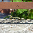 Wall lizard