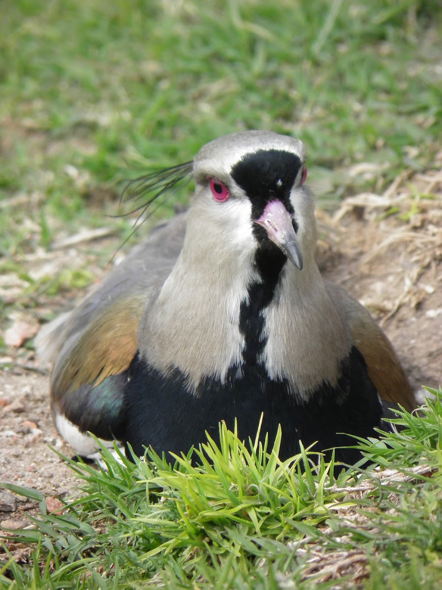 Southern lapwing (Tero)