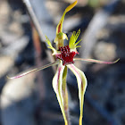 Mallee green-comb spider orchid