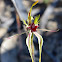 Mallee green-comb spider orchid