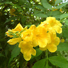 Yellow Trumpet bush