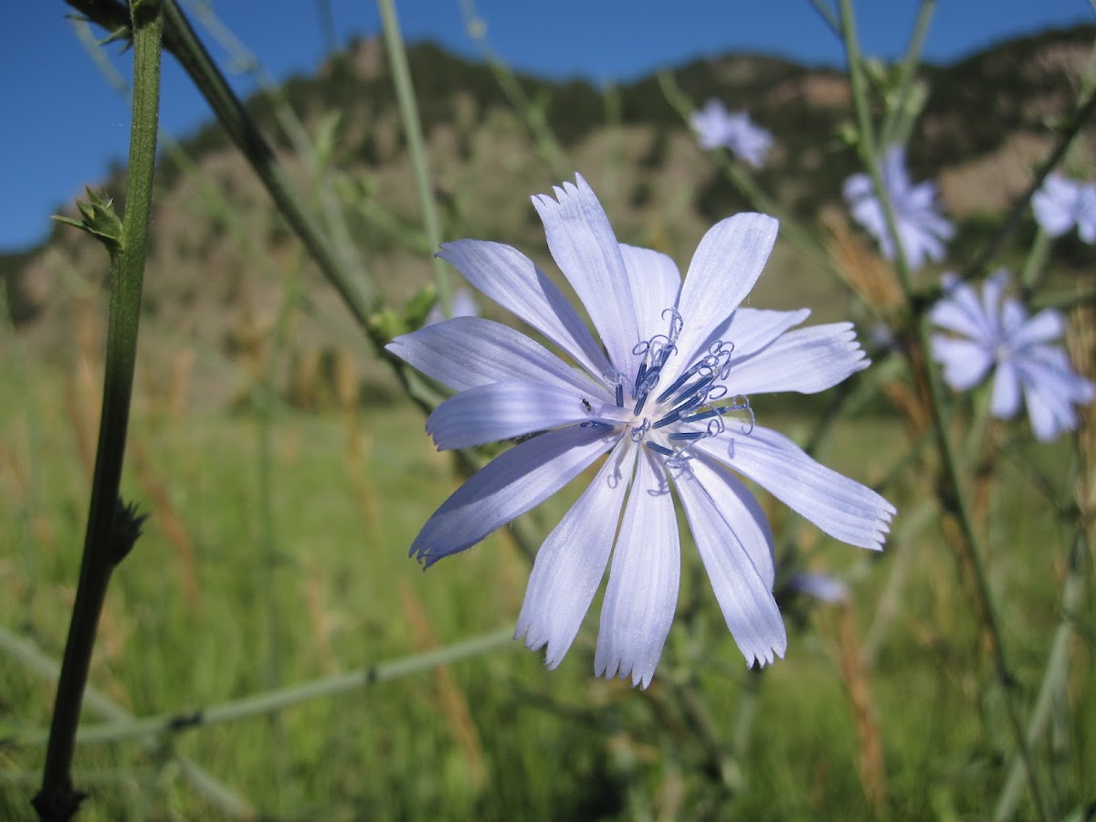 Common Chickory