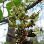 Plum Pocket Gall (on Black Cherry Tree)