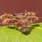 Monkey Slug Caterpillar