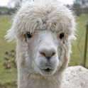 Llama or Duck?? icon