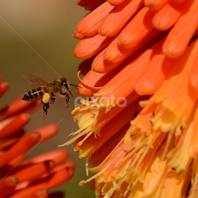 Bee Pretty by Adrian Boom - Animals Insects & Spiders
