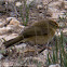 Chiffchaff; Mosquitero Común