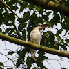 Collared Kingfisher