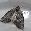 Casuarina Moth