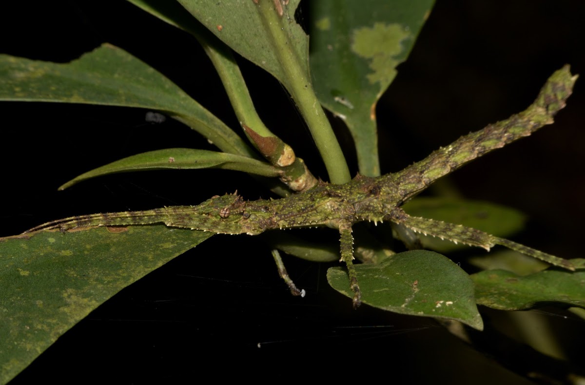 Spiny Stick Insect, Phasmid - Female Nymph