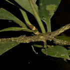 Spiny Stick Insect, Phasmid - Female Nymph