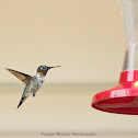 Male Ruby-throated Hummingbird