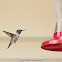 Male Ruby-throated Hummingbird