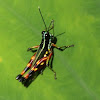 harlequin grasshopper