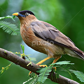 Brahminy Starling .. by Kulesh Boruah - Animals Birds