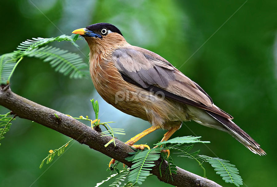 Brahminy Starling .. by Kulesh Boruah - Animals Birds