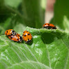 Seven spotted ladybugs