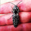 Eyed click beetle